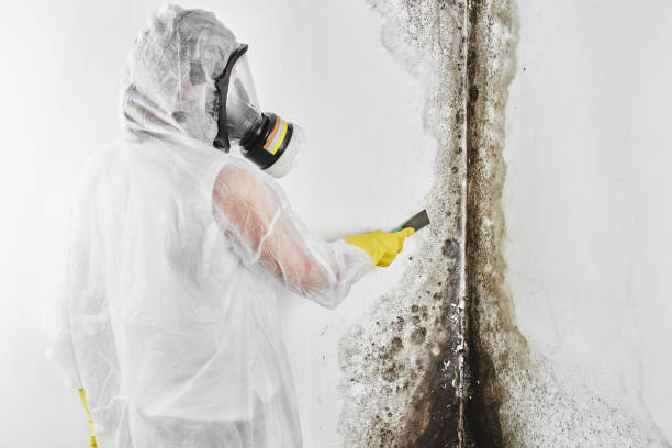 Best Mold Removal Near Me  in August, CA