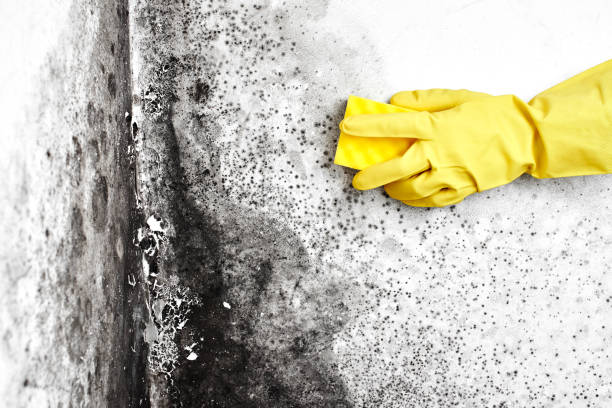 August, CA Mold Removal Company