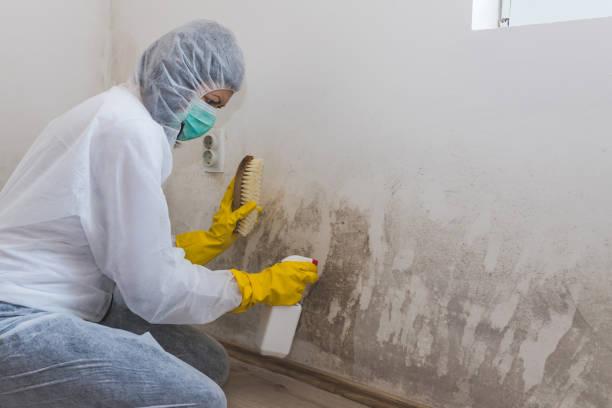 Mold Removal and Inspection in August, CA