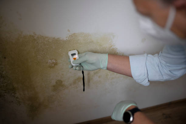 Best Mold Removal Specialists  in August, CA