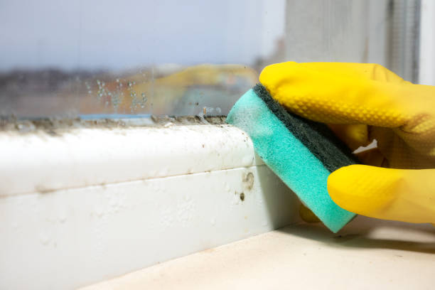 Best Commercial Mold Removal  in August, CA