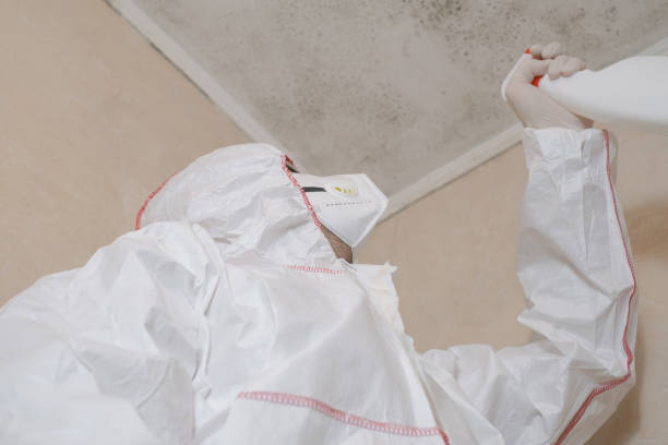 Mold Removal Process in August, CA