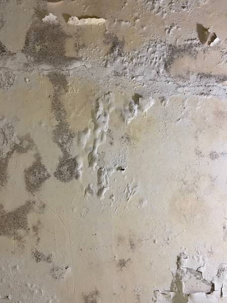 Best Mold Removal Near Me  in August, CA