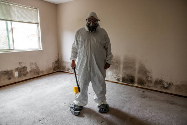Best Mold Remediation  in August, CA