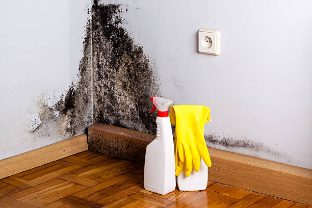 Best Water Damage Restoration  in August, CA