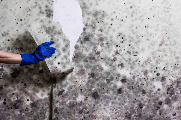 Best Emergency Mold Removal  in August, CA