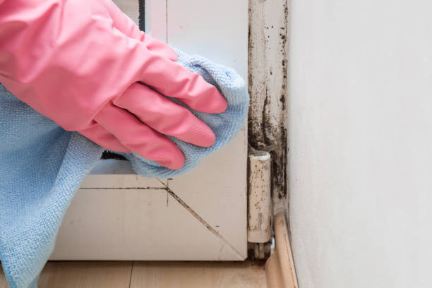Best Toxic Mold Removal  in August, CA