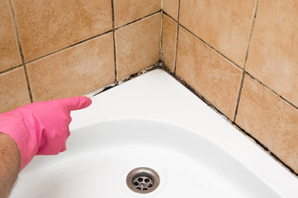 Best Best Mold Removal Companies  in August, CA